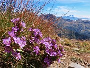 37 Gentiana anisodonta ramosa 